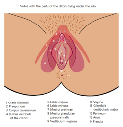 BOO - Dildo Galattico